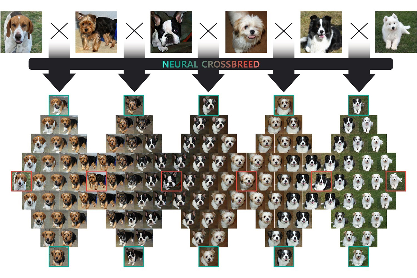 2020 SA Technical Papers_Park_Neural crossbreed: neural based image metamorphosis