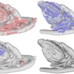 2020 SA Technical Papers_Zeng_To cut or to fill: a global optimization approach to topological simplification