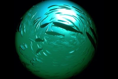 2021 SA Technical Papers_Ishiwaka_Foids: bio-inspired fish simulation for generating synthetic datasets