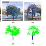 2021 SA Technical Papers_Li_Learning to reconstruct botanical trees from single images