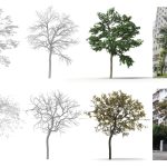 2021 SA Technical Papers_Liu_TreePartNet: neural decomposition of point clouds for 3D tree reconstruction