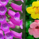 2021 SA Technical Papers_Ringham_Modeling flower pigmentation patterns