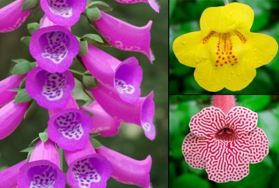 2021 SA Technical Papers_Ringham_Modeling flower pigmentation patterns