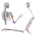 2022 SA Technical Papers_Wang_Differentiable Simulation of Inertial Musculotendons