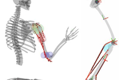 2022 SA Technical Papers_Wang_Differentiable Simulation of Inertial Musculotendons