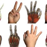 2022 SA Technical Papers_Zheng_Simulation of Hand Anatomy Using Medical Imaging
