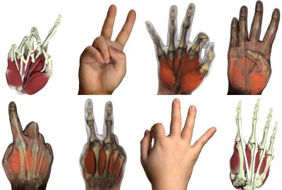 2022 SA Technical Papers_Zheng_Simulation of Hand Anatomy Using Medical Imaging