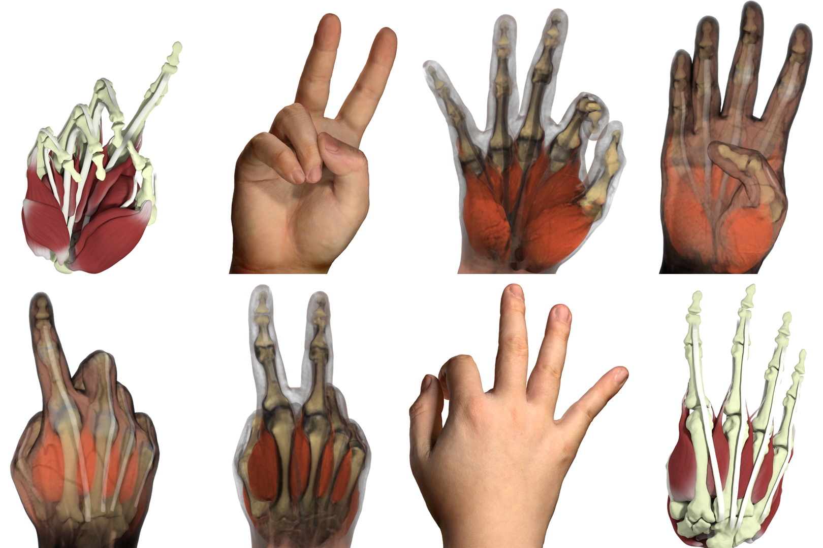 2022 SA Technical Papers_Zheng_Simulation of Hand Anatomy Using Medical Imaging