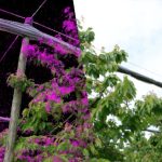 2023 SA_Technical_Papers_Franke_VET_Visual Error Tomography for Point Cloud Completion and High-Quality Neural Rendering