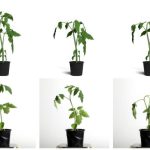 2023 SA_Technical_Papers_Maggioli_A Physically-inspired Approach to the Simulation of Plant Wilting