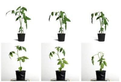 2023 SA_Technical_Papers_Maggioli_A Physically-inspired Approach to the Simulation of Plant Wilting