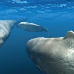 2008 SA Animation Museum of New Zealand_Search and Destroy