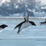 2008 SA Animation Walsh_BBC iPlayer “Penguins”