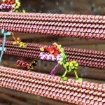 2016_SA_Animations_Berry_The Human Cell