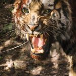 2016_SA_Animations_Park_The Tiger