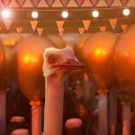 2019 Animation Houhou: The Ostrich Politic