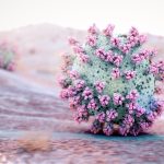 2020_SA_Animations_McGhee_Soap versus COVID-19