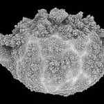 2006 Teapot Exhibit_Lomas_Aggregated Teapot