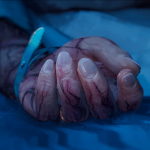 2025-Animation-Theater-Gardner_Transferable