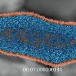 2025-Animation-Theater-McGill_Bacterial Molecular Landscape