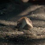 2025-Animation-Theater-Royer_Dawn