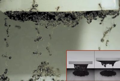 2025 Posters_Loges_Simulating the Mechanics of Ant Swarm Aggregations