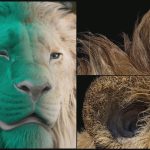 2025 Talks_Traynar_Advancements in Non-Procedural Groom Workflows for Mufasa_The Lion King